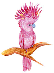 Pink cockatoos, exotic birds.watercolor hand painting on isolated white background