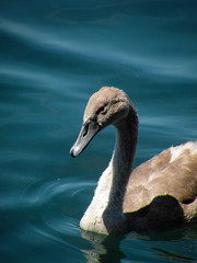Das kleines hässliche Entlein am See