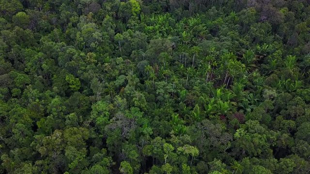 Drone flight over Korowai tree houses in the rainforest, West-Papua, Indonesia