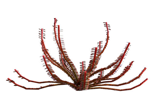 3D Rendering Sea Lily on White