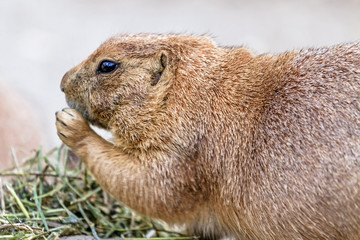 Little prairie dog