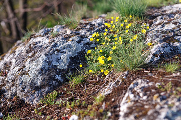 lichen on rock