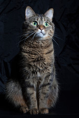 Domestic cat on a black background