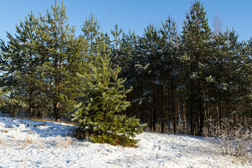green small pine forest and grass covered with snow in the end of November