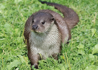 Otter