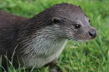 Otter
