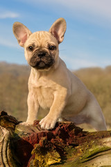 French Bulldog puppy, eight weeks old fawn colored female 