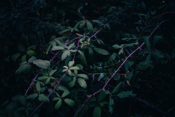 zarza naturaleza salvaje