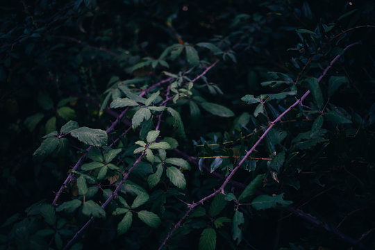 zarza naturaleza salvaje