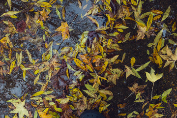 colorful autumn leaves in water reflection background