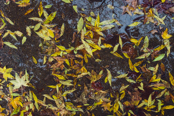 colorful autumn leaves in water reflection background