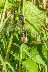 Hairy Dragonfly - Brachytron pratense 