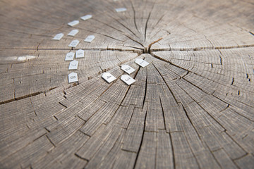 Cross section through a tree, section of showing annual growth rings, heartwood