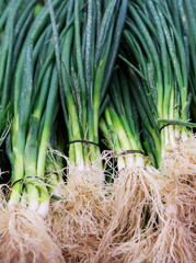 Spring onions at marketplace, close-up (Selective focus)