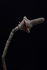 ドライフラワー（不明）