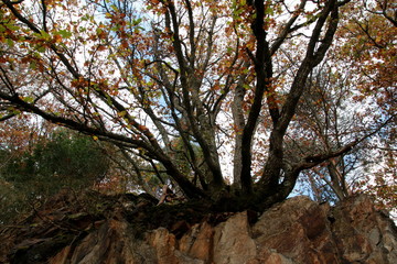 Fototapeta premium Arbre aux couleurs d'automne