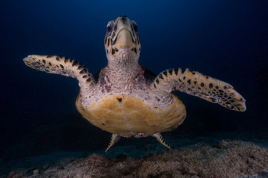 Hawksbill Turtle coming in close 