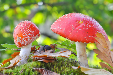 Group of Cluster or Fly Agaric in grass. Magic mushrooms amanita muscaria background