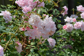 Fototapeta premium rose