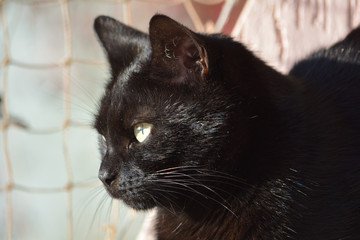 Black cat basking in the sun