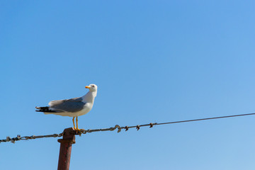 Seagull on the background of the blue sky