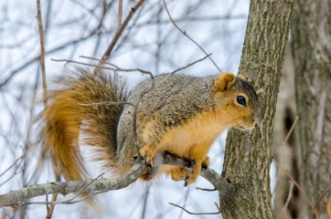 A squirrel perched on a branch