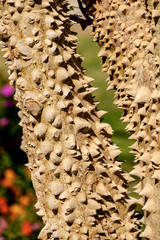 Tree Trunk with Large Thorns - Ceiba Speciosa