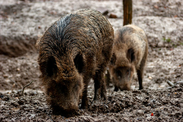 Wildschwein