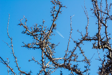 Small white airplane on the blue sky through the bare branches