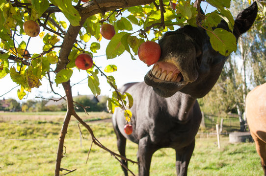 Detail of horse eating apple from a tree