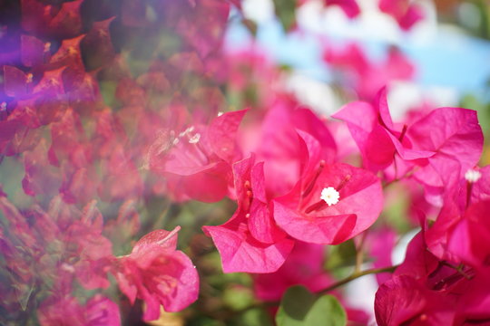 Abstract background,Crystal Prism Visual Effect ,Close-up Bougainvillea Pink bloom flower with Sunlight in Garden.