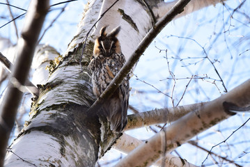The eared owl (Asio otus) is a bird from the owl family. Differs large ear bundles consisting of 6 feathers. Nesting area: Europe and North Asia; winters - in northern Africa.