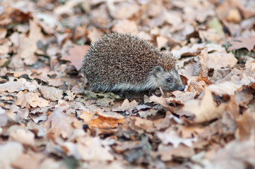 Closeup of hedgehog in the leafs