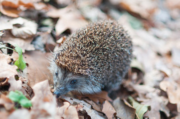 Closeup of hedgehog in the leafs