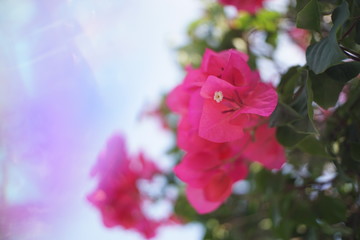 Abstract background,Crystal Prism Visual Effect ,Close-up Bougainvillea Pink bloom flower with Sunlight in Garden.