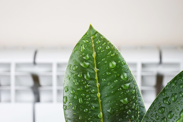 Humidity in the house