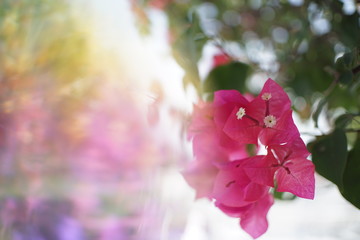 Abstract background,Crystal Prism Visual Effect ,Close-up Bougainvillea Pink bloom flower with Sunlight in Garden.