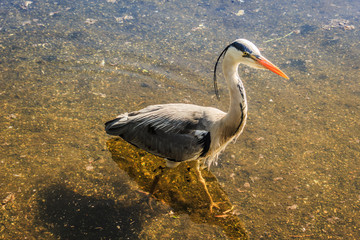 Close up of a Heron bird wading in shallow water on a sunny day. 