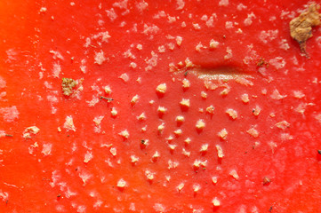 Macro shot of fly agaric (Amanita muscaria) mushroom. Magic mushroom background, fly amanita close-up