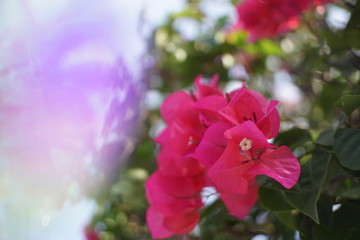 Crystal Prism Visual Effect ,Close-up Bougainvillea Pink bloom flower with Sunlight in Garden.