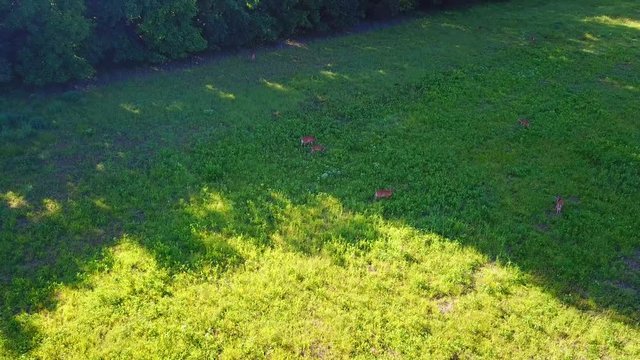 Rotating around the deers in the field