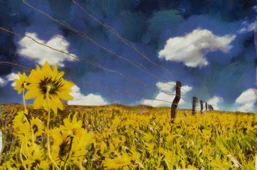 Fototapeta premium Sunflowers