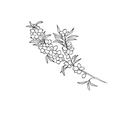 Sea buckthorn branch hand drawn vector illustration. Seaberry twig ink pen sketch. Black and white doodle clipart. Hippophae with berries and leaves freehand drawing. Isolated outline design element