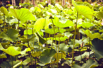 lotus flowers mauritius in botanic garden Pamplemousses