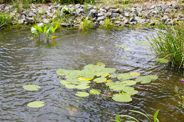 Obraz na płótnie Canvas Water lilies in the city pond
