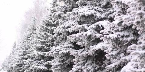 spruce in the snow on the Park path in the winter day.