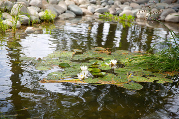 Water lilies in the city pond