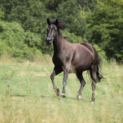 Fototapeta premium Running pony on pasturage