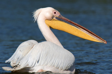 Fototapeta na wymiar pelican in danube delta