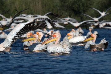 pelicans in danube delta